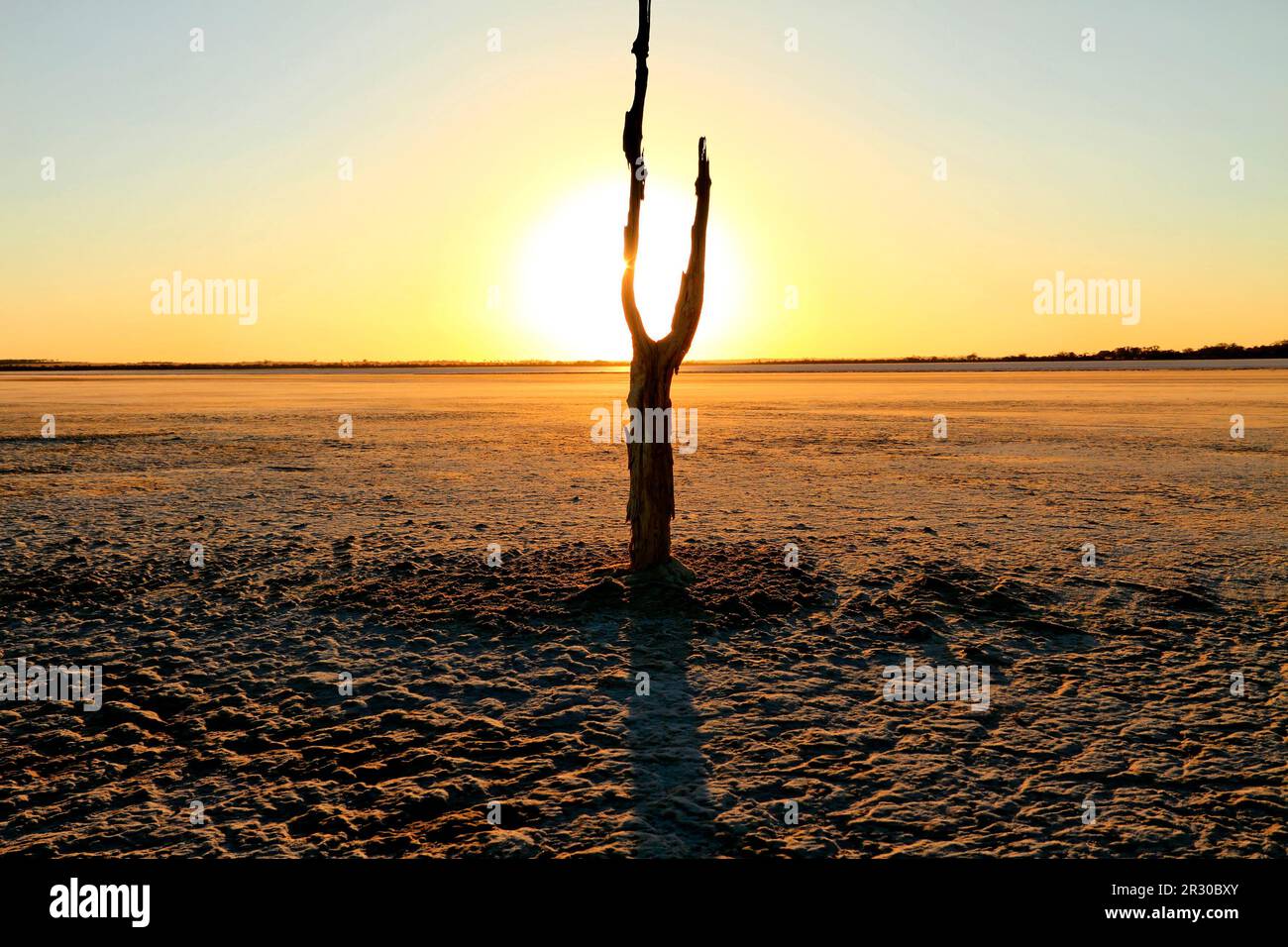 Albero morto sul lago Ninan Salt Lake, Victoria Plains, Australia Occidentale Foto Stock