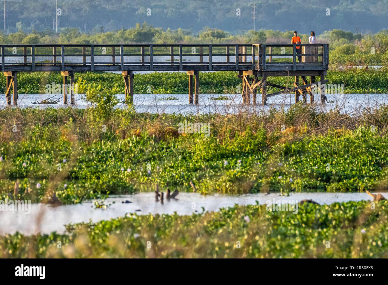 Passeggiata panoramica sull'Ecopassage Boardwalk sulle paludi e sull'habitat naturale degli alligatori al Paynes Prairie Preserve state Park di Micanopy, Florida. (USA) Foto Stock