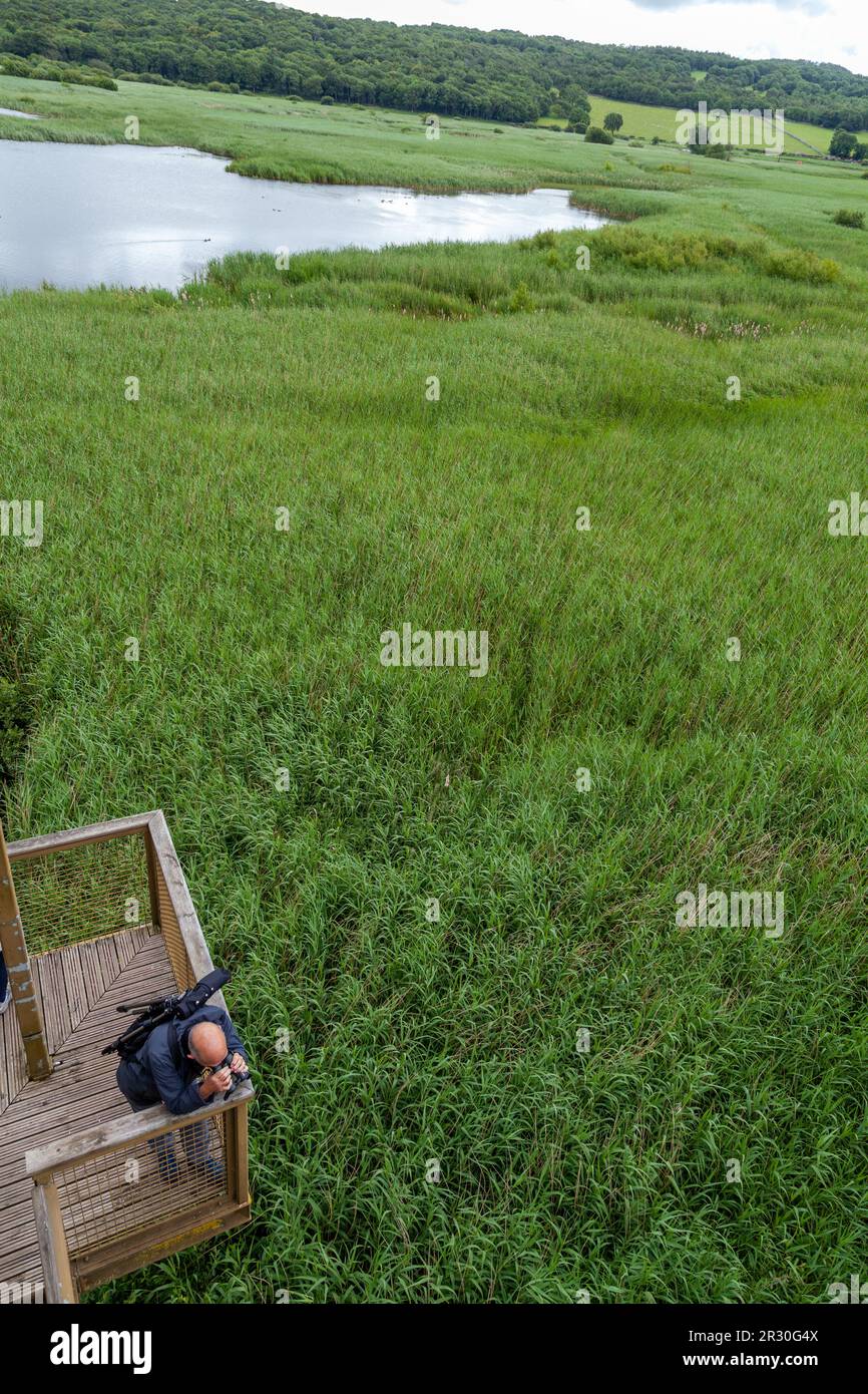 Una persona birdwatching dalla Skytower a RSPB Leighton Moss Foto Stock