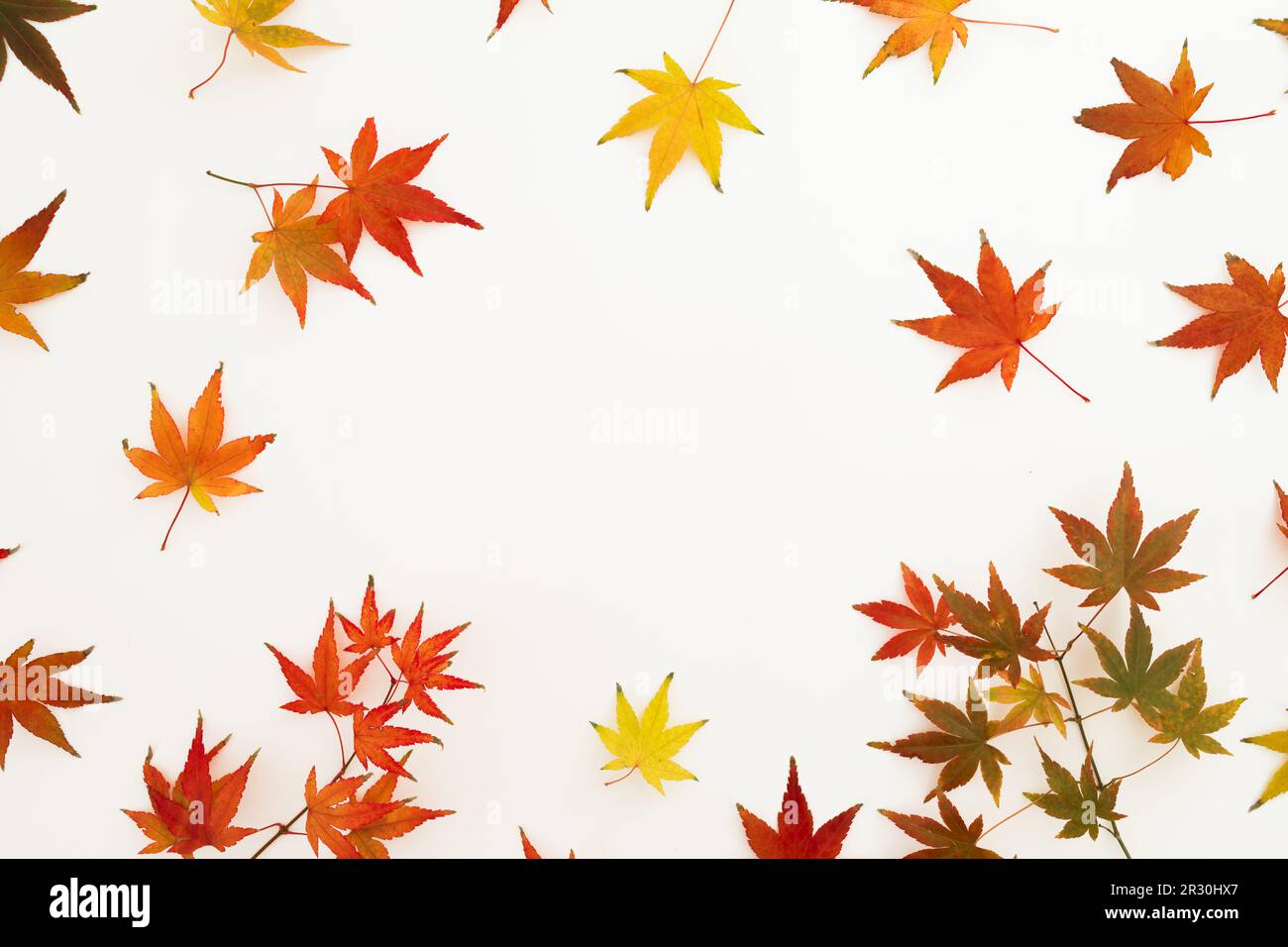 Concetto autunnale con coloratissime foglie autunnali su sfondo bianco. Piano di giacitura, vista dall'alto. Concetto di giorno di ringraziamento. Foto Stock