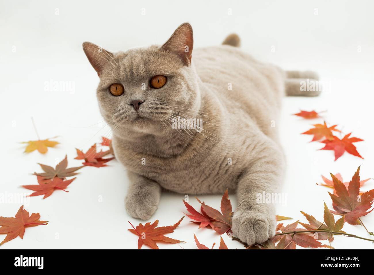 Carino gatto scozzese su sfondo bianco. Gatto scozzese con foglie autunnali Foto Stock