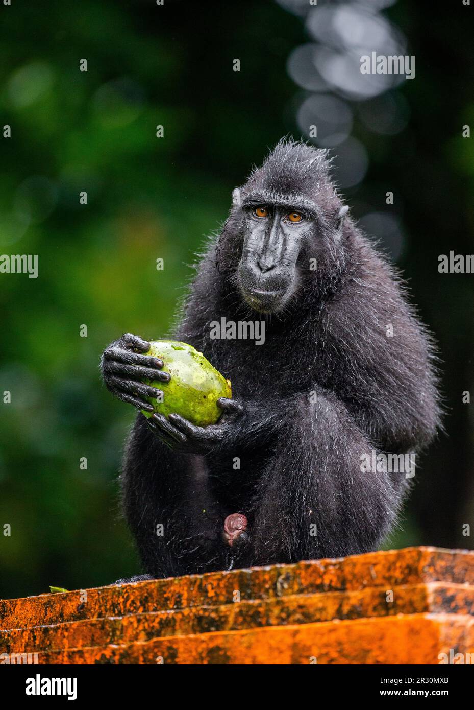 Celebes macaco crested sta mangiando frutta. Indonesia. Sulawesi. Foto Stock