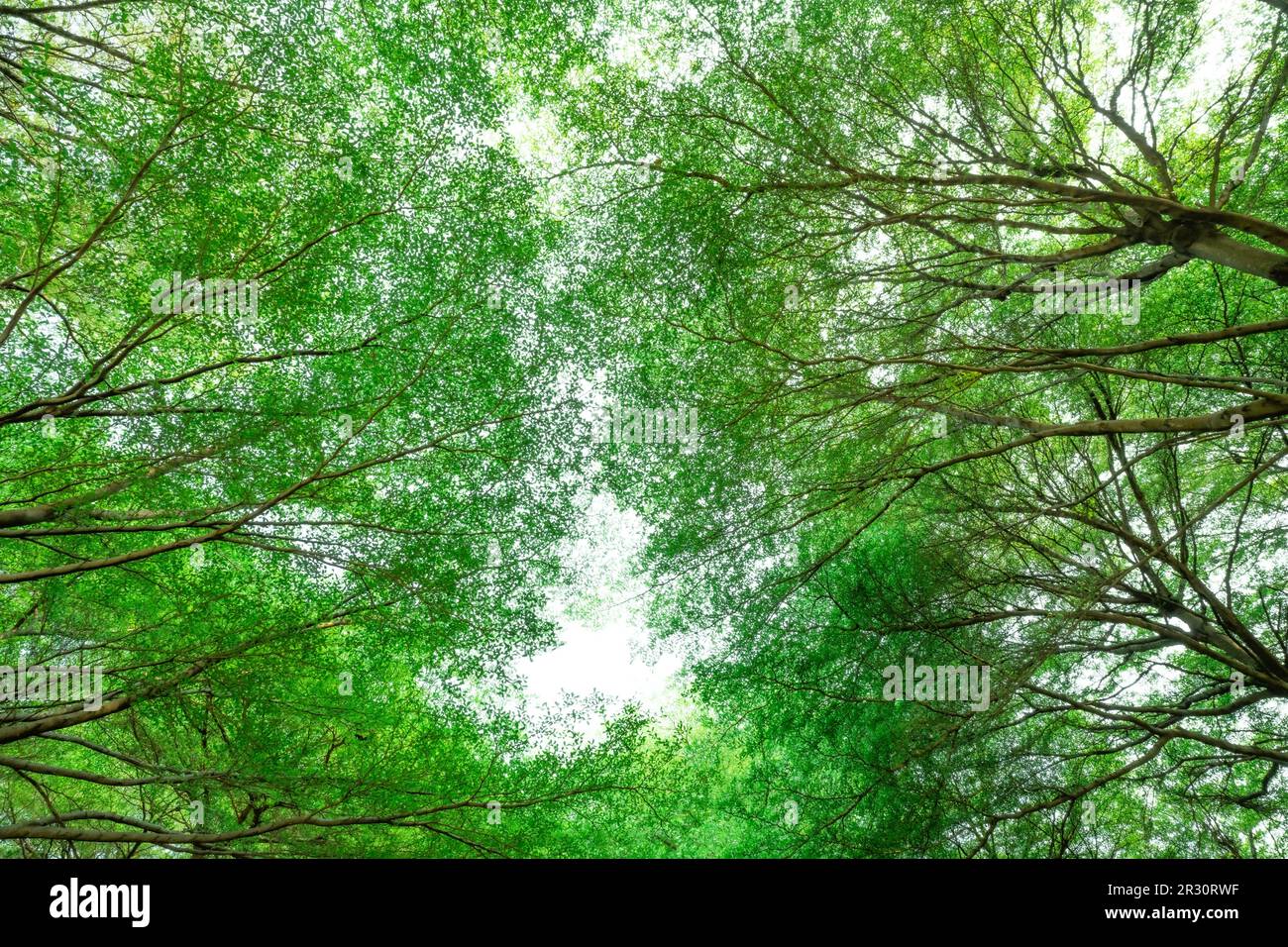 Vista dal basso dell'albero con foglie verdi e rami nella foresta tropicale. Ambiente fresco nel parco. Verde albero dare ossigeno nel giardino estivo. Ecologia Foto Stock