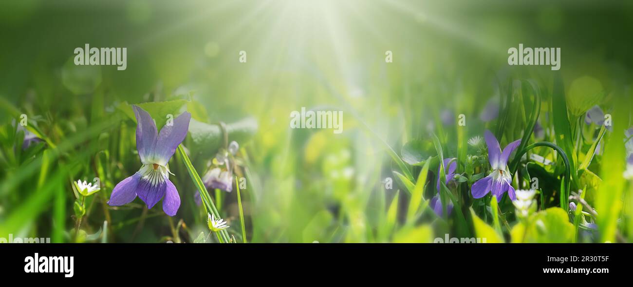 Un primo piano dei fiori selvatici del campo in un prato primaverile fiorito. Foto Stock