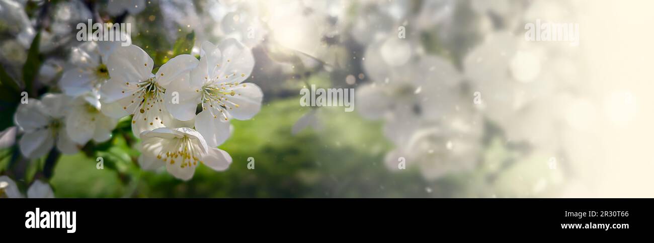 Primo piano di fiori di mela su sfondo sfocato Foto Stock