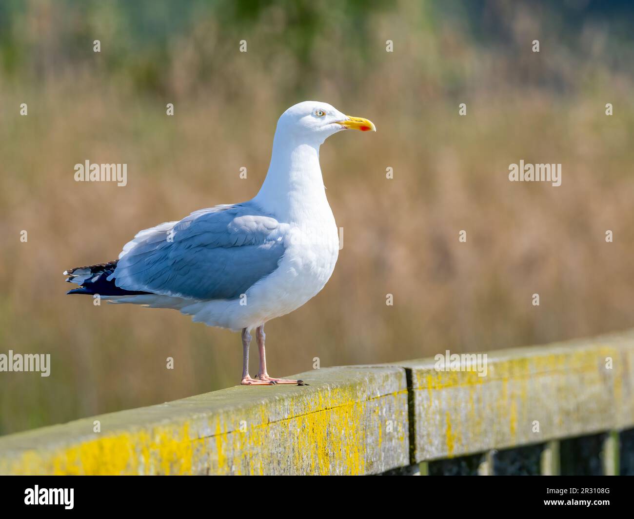 Un gabbiano di aringa adulto, (Larus argentatus), in piedi su una vecchia recinzione di legno a Fleetwood, Lancashire, Regno Unito Foto Stock