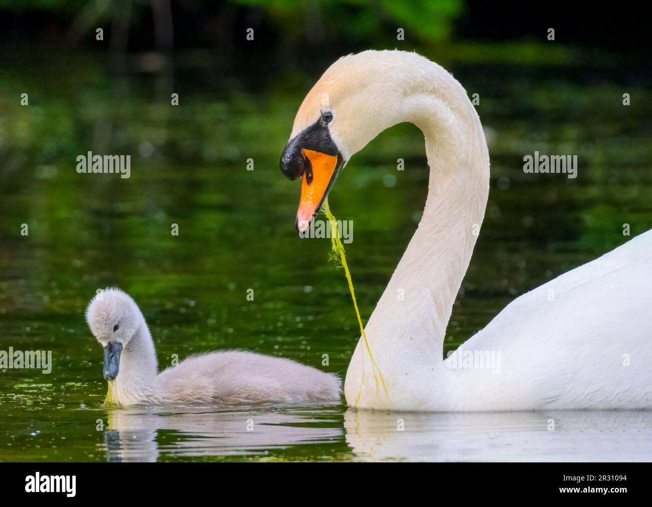 Un cigno muto adulto, (Cygnus olor), con un solo cygnet, nuotando con grazia su un lago Foto Stock