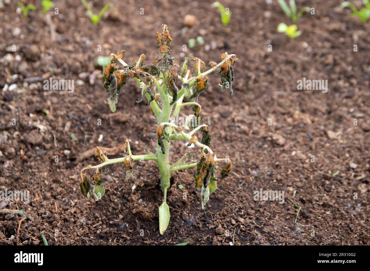 Piccola pianta di pomodoro che cresce all'aperto, uccisa da brina o scatto freddo, fredda in casa orto all'aperto. Piantando all'aperto troppo presto o non pro Foto Stock
