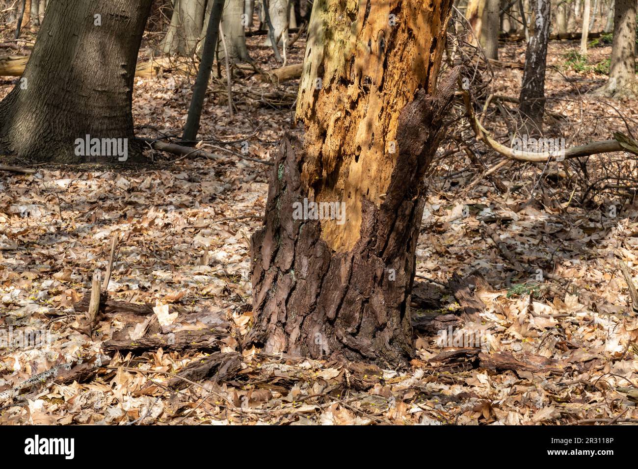 Corteccia che cade da quercia, Quercur robur, dopo l'onda di calore e la siccità a causa del cambiamento climatico, Hilversum, Paesi Bassi Foto Stock