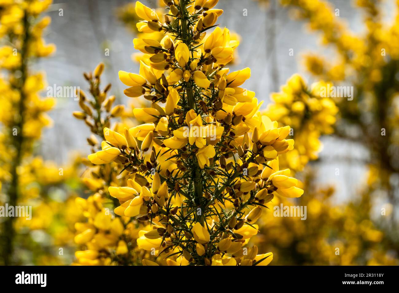 Gola comune, Ulex europaeus, primo piano di arbusto spinoso in fiore con fiori gialli in primavera, Paesi Bassi Foto Stock