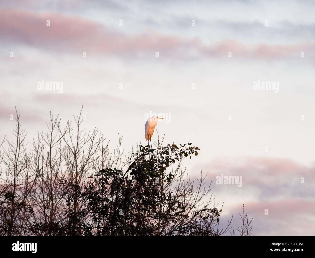 Grande egretta, Ardea alba, appollaiato in cima all'albero durante l'ora d'oro nella riserva naturale vicino Strand Nulde, Paesi Bassi Foto Stock