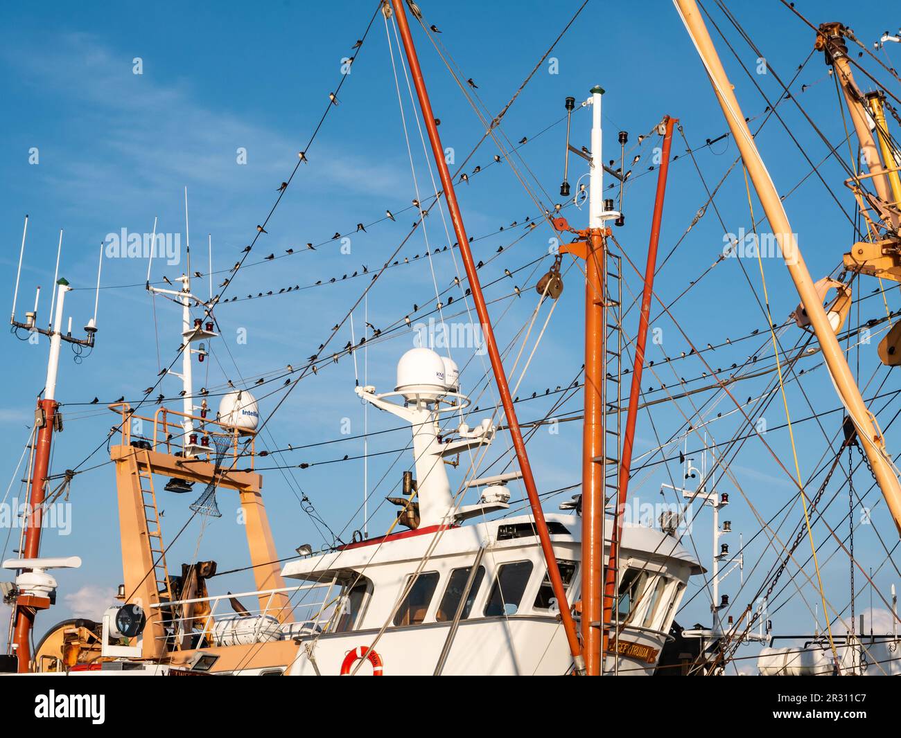 Gruppo di fienile, Hirundo rustica, raccogliere in fila in cima alla barca da pesca nel porto, Den Oever, Olanda del Nord, Paesi Bassi Foto Stock