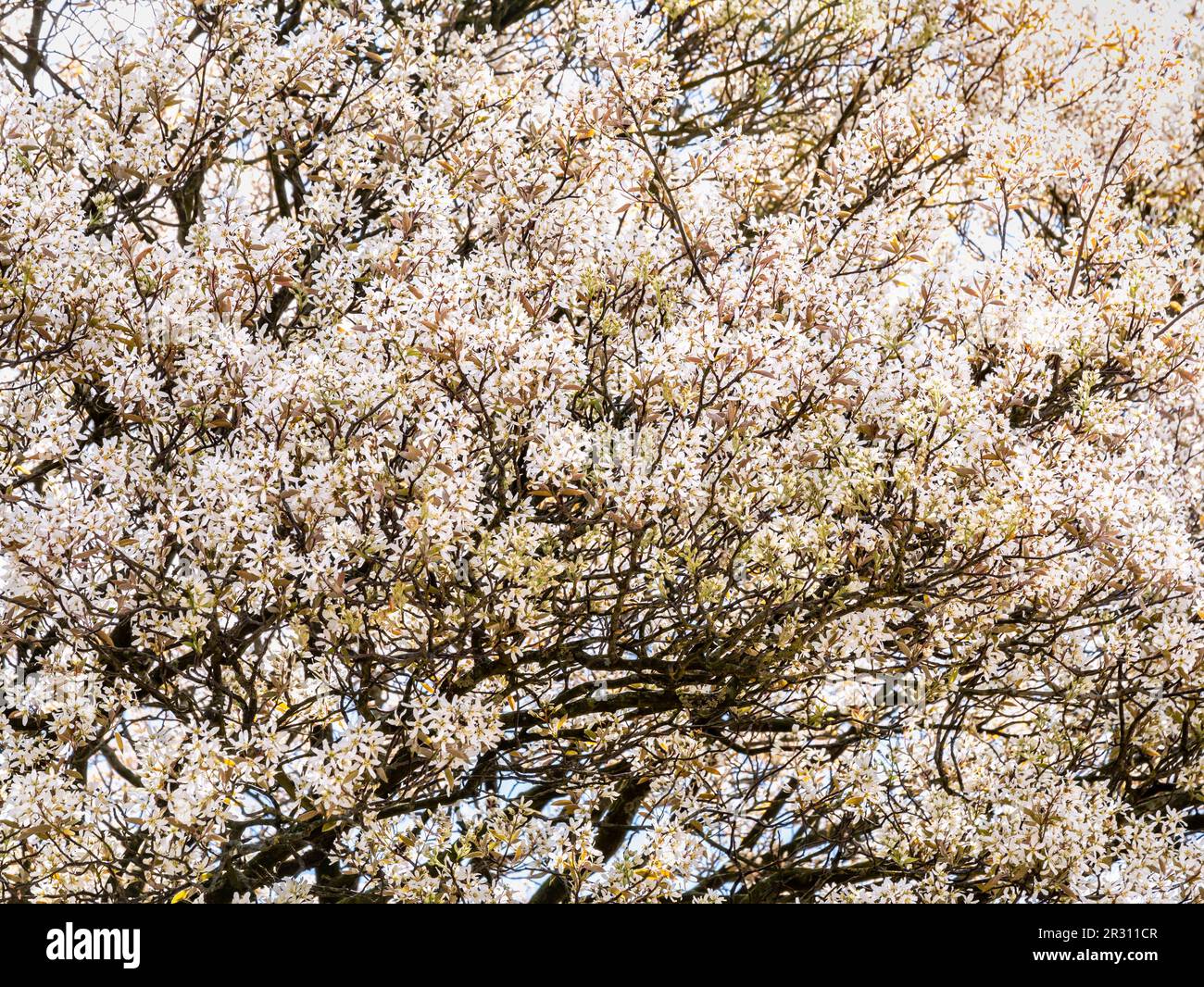 Jungeberry o Serviceberry Tree, Amelanchier lamarkii, abbondanza di fiori bianchi in albero fiorito, Paesi Bassi Foto Stock