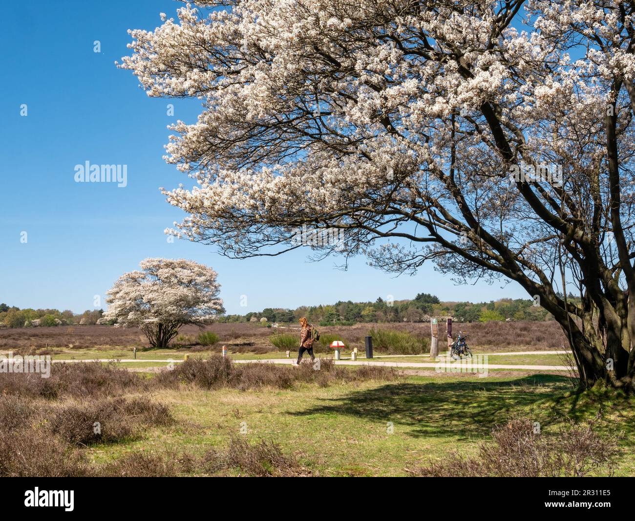 Persone a piedi e in bicicletta, alberi di mirtillo in fiore, Amelanchier lamarkii, nella riserva naturale Zuiderheide, Het Gooi, Paesi Bassi Foto Stock