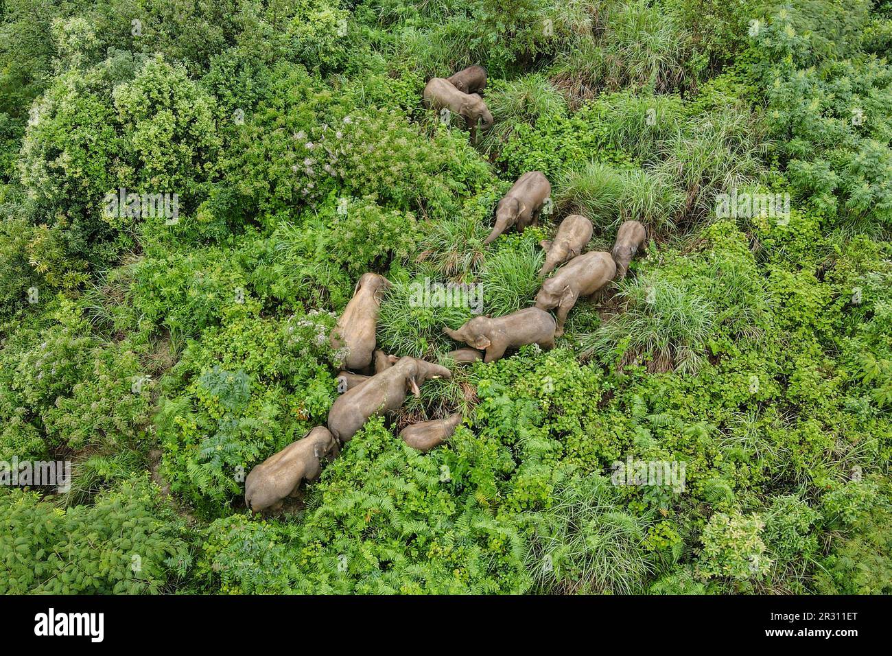 Pechino, Cina. 13th ago, 2021. Questa foto aerea scattata il 13 agosto 2021 mostra una mandria di elefanti asiatici selvatici nella Contea di Mojiang di pu'er, nella Provincia Yunnan della Cina sudoccidentale. Credit: HE Yougang/Xinhua/Alamy Live News Foto Stock