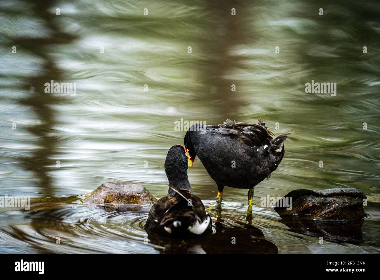 Fotografia di uccelli - duo di moorhen Foto Stock