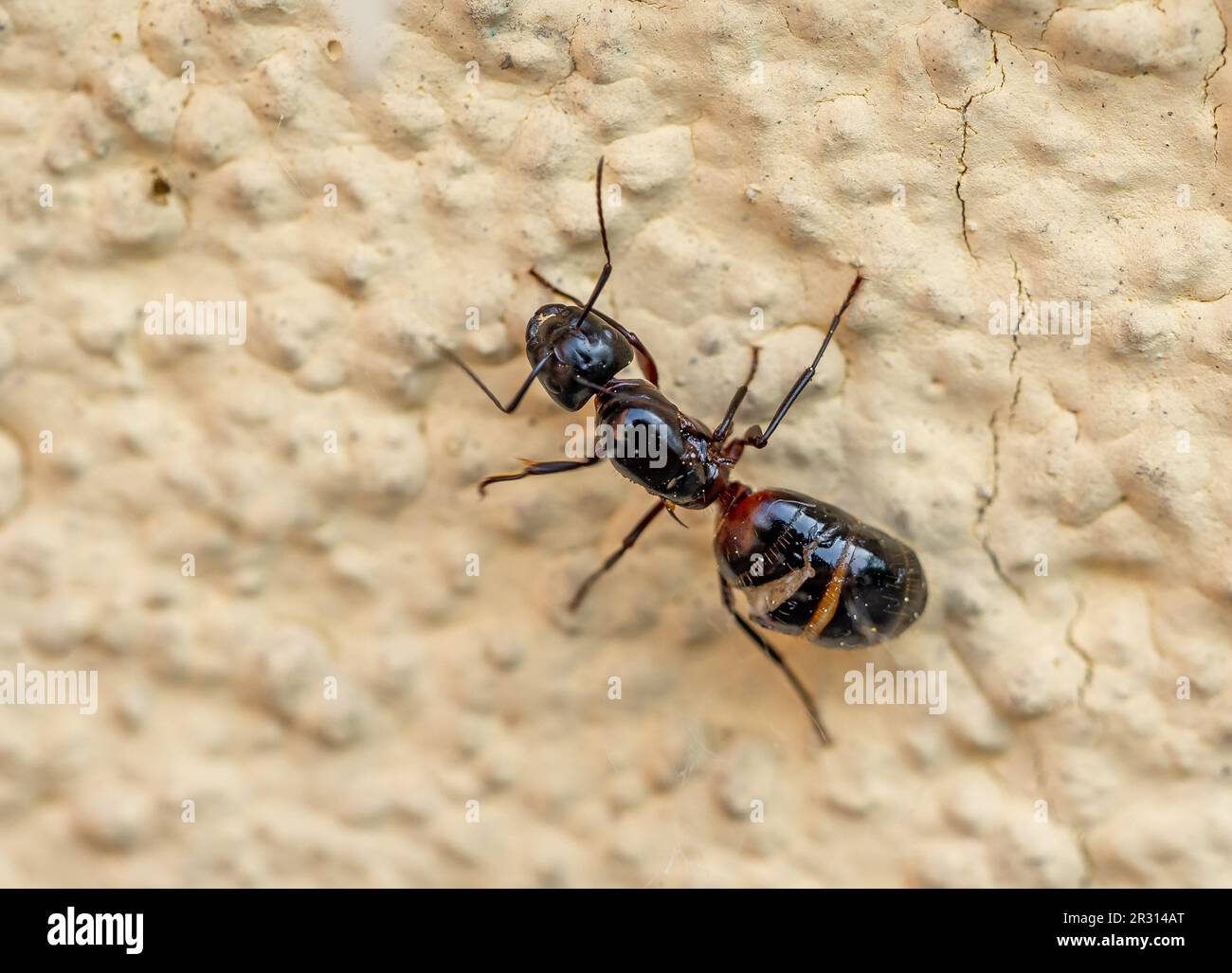 Macro scatto di una formica Foto Stock