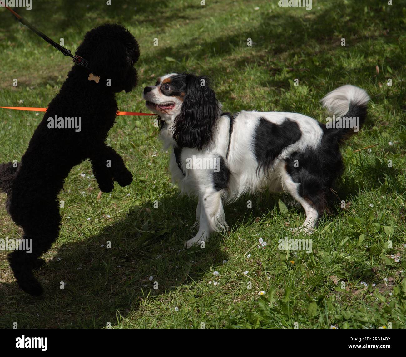 fotografa due cani pureed che giocano insieme nel parco Foto Stock