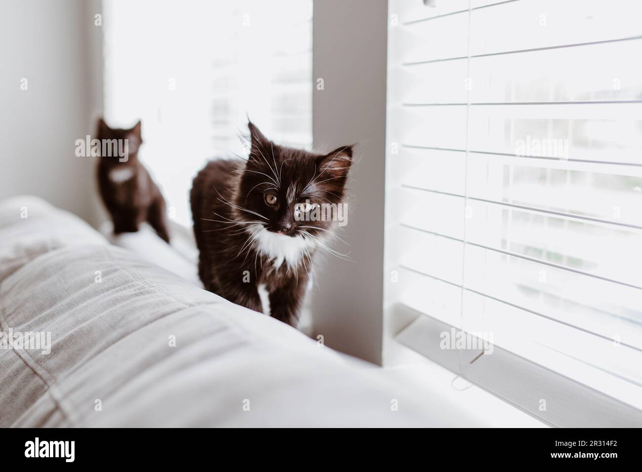 due gattini neri che camminano sul retro del divano grigio davanti alla finestra Foto Stock