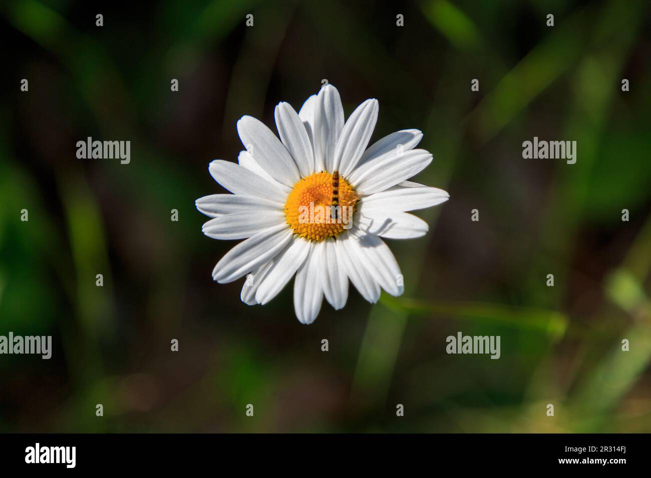 Una mosca dell'ape si nutre della margherita bianca Foto Stock