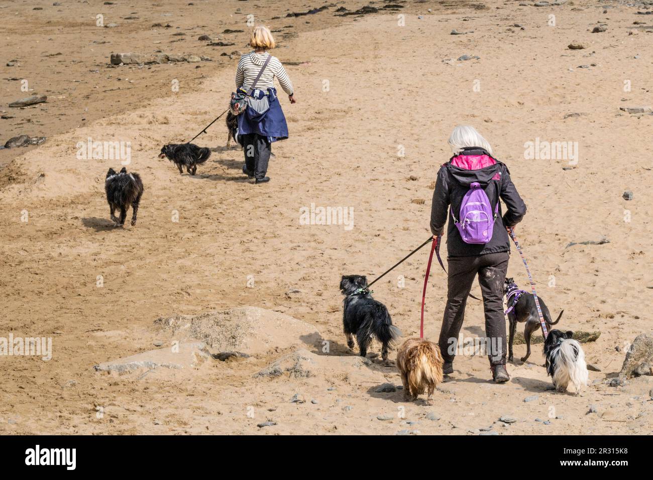 Dog Walkers sulla spiaggia di Mawgan Porth in Cornovaglia nel Regno Unito. Foto Stock