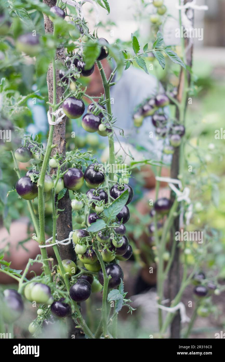Cultura biologica di pomodori ciliegini neri, che maturano in estate Foto Stock