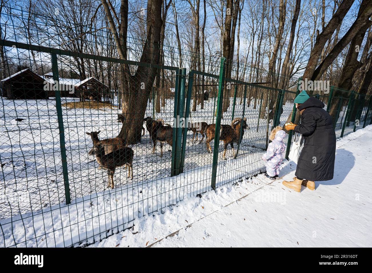 Madre e bambino in una giornata invernale gelida e soleggiata nel parco che alimenta la mandria di capre nello zoo. Foto Stock