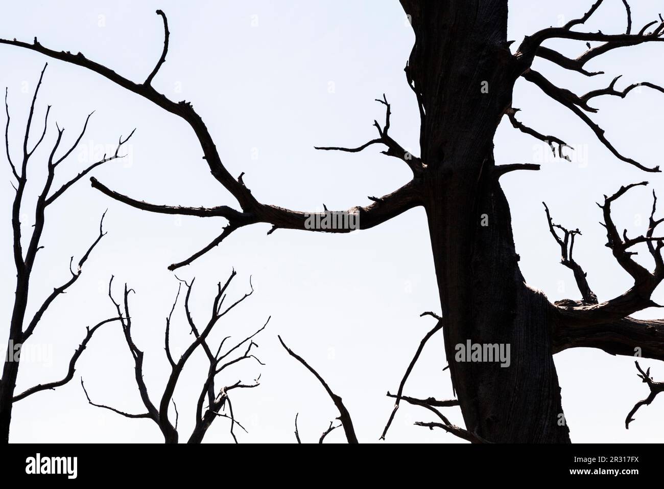 Silhouette di tronchi morti e rami ritorti contro un cielo pallido Foto Stock