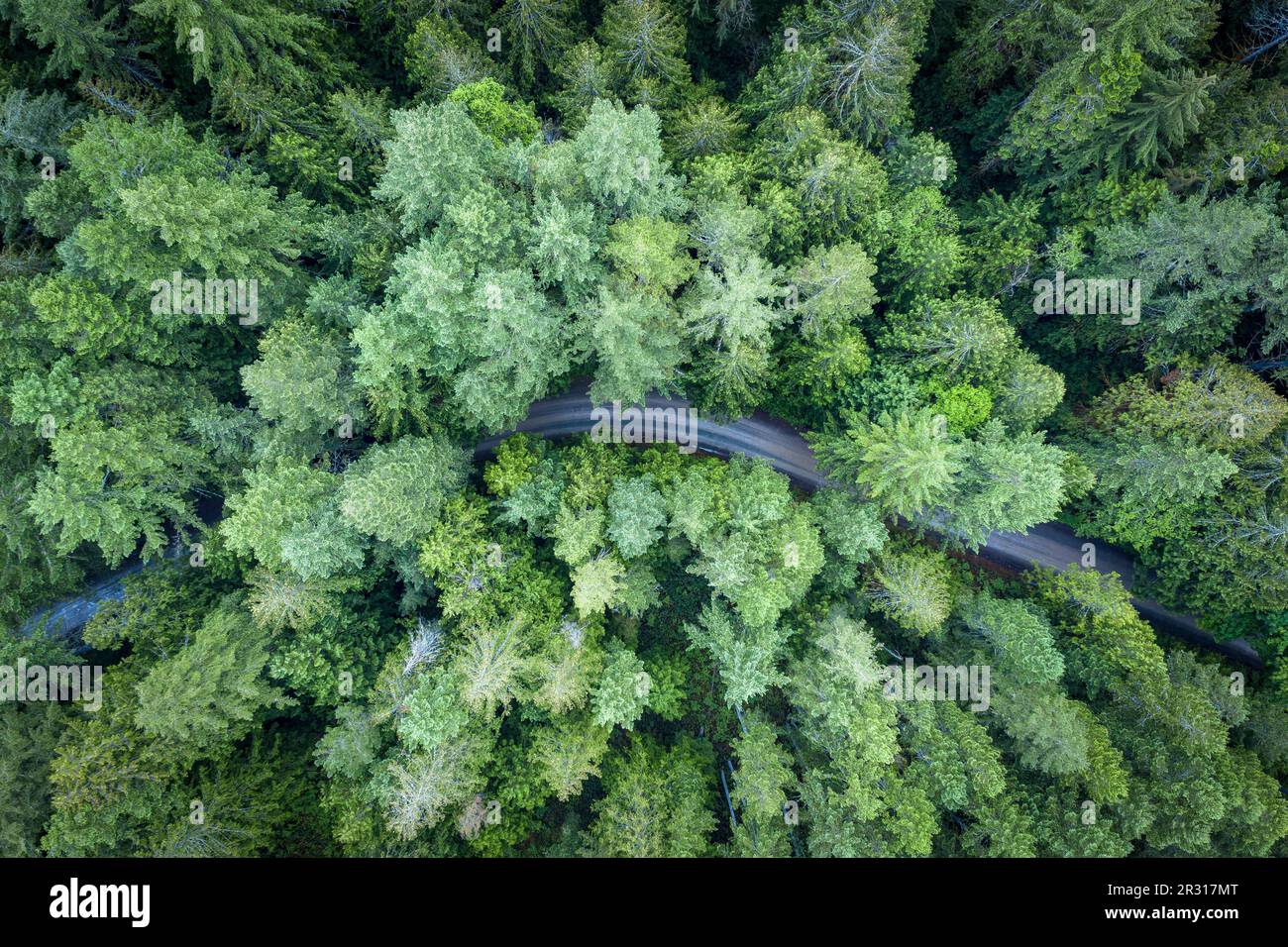 Pineta e una strada dall'alto a Vancouver Island, Canada Foto Stock