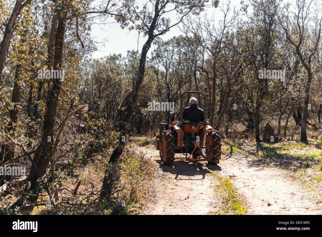 signore su un trattore nel mezzo della foresta Foto Stock