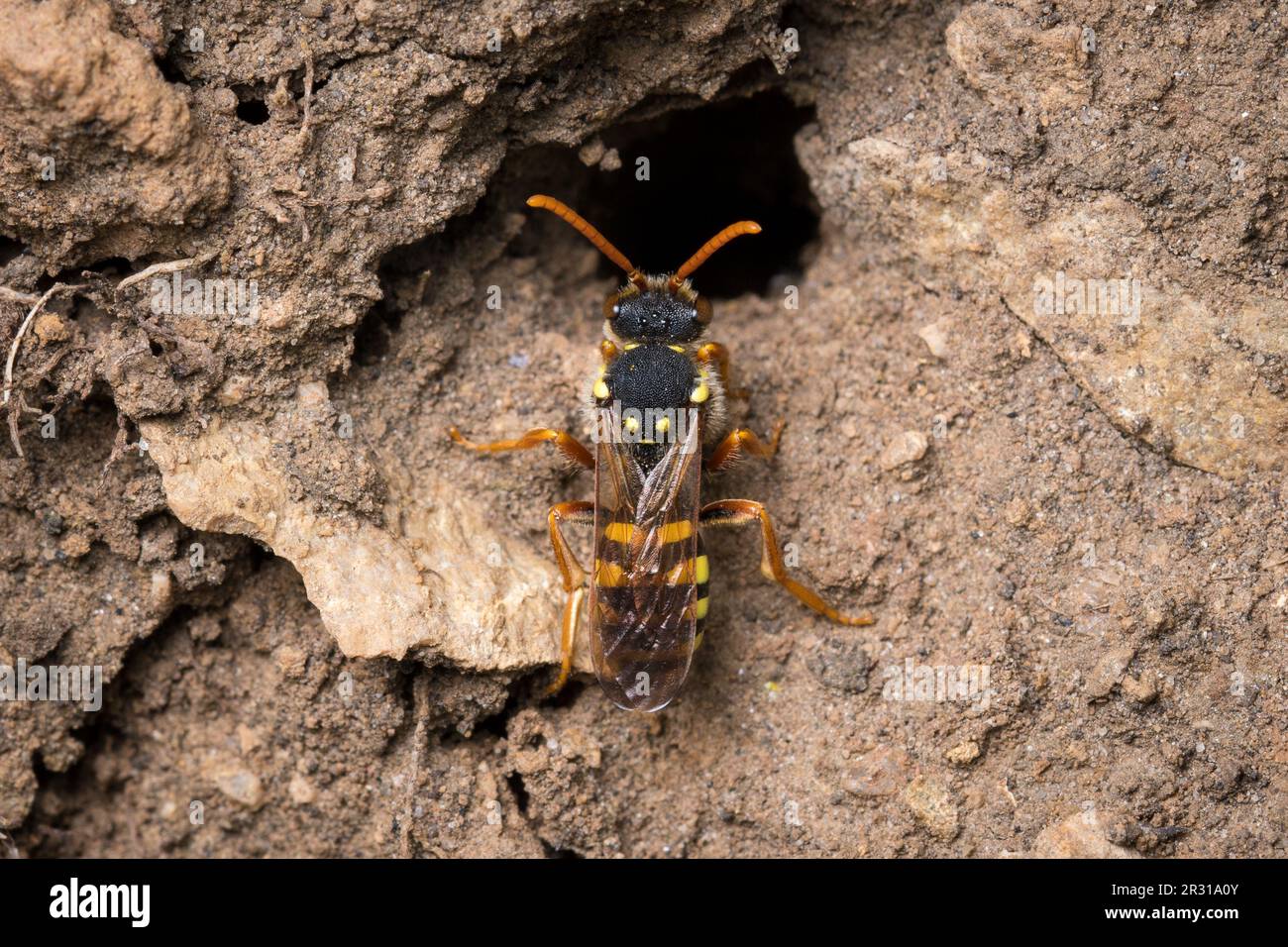 Un'ape parassita Nomad (Nomada sp) alla ricerca del nido della sua specie ospite. Preso nella riserva naturale di Tunstall Hills, Sunderland, Regno Unito Foto Stock