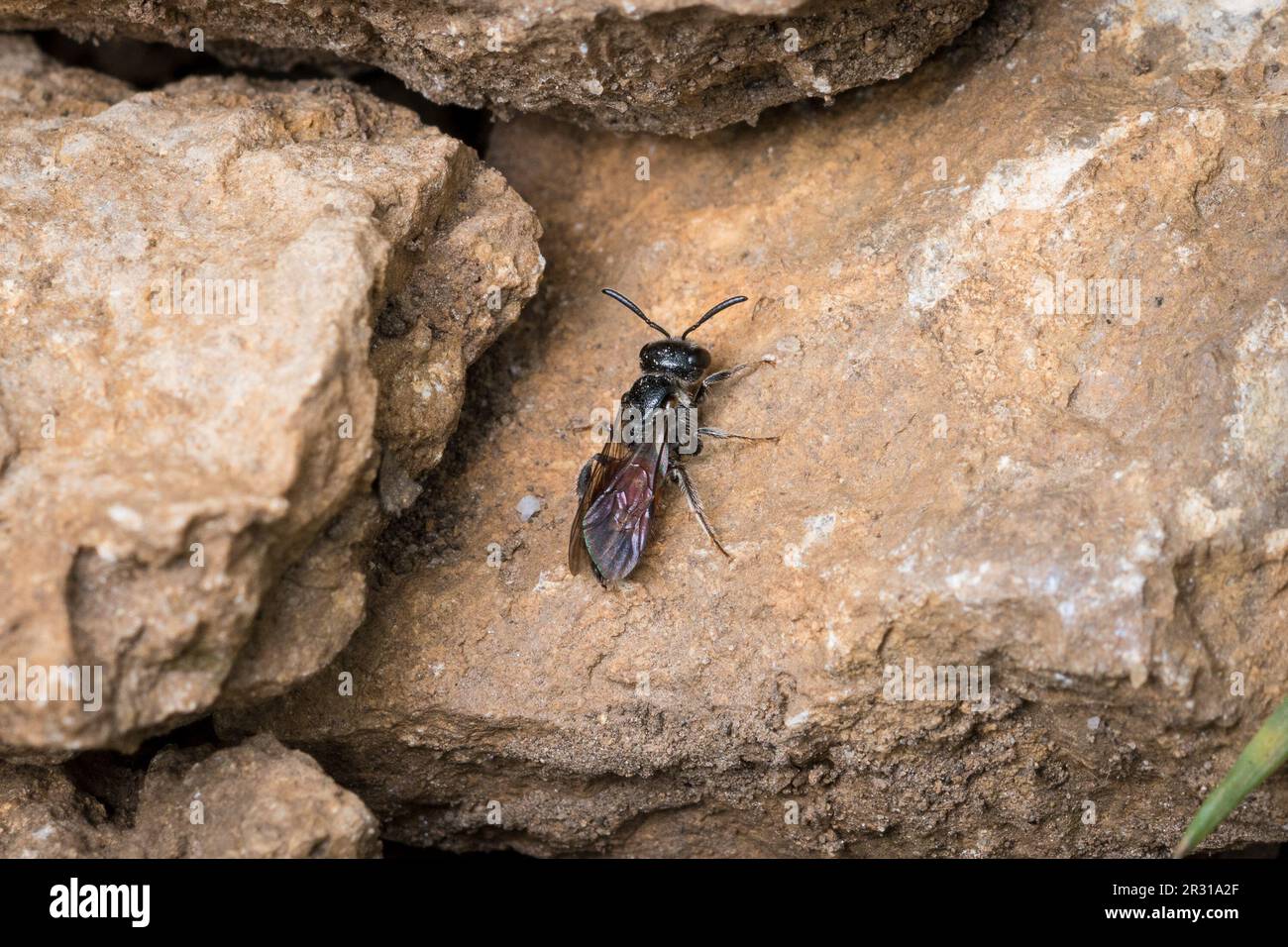 Un'ape di sangue parassita (Sphecodes sp), che cerca nidi host. Preso nella riserva naturale di Tunstall Hills, Sunderland, Regno Unito. Foto Stock