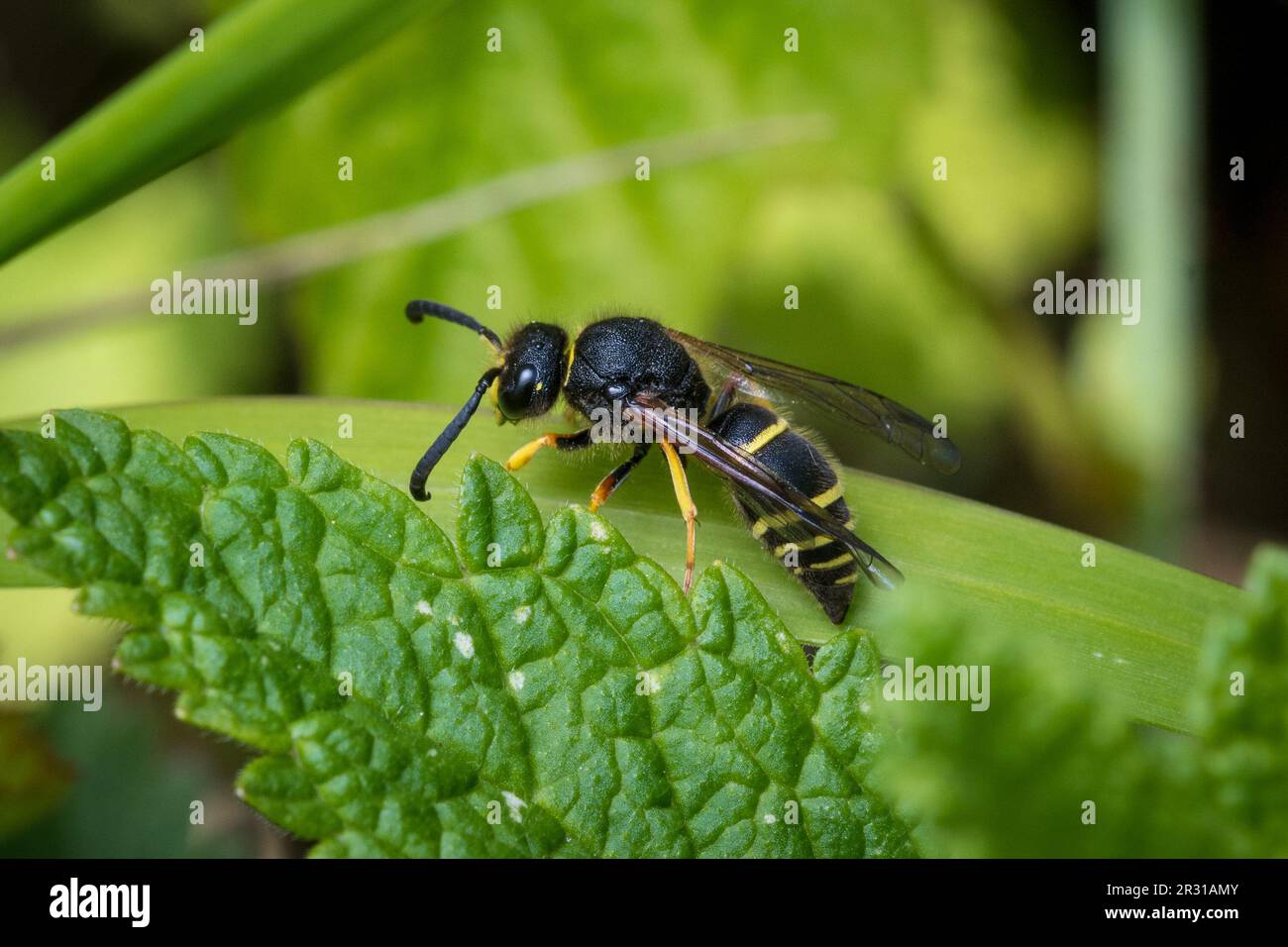 Una vespa maschila (Ancistrocerus sp), catturata nella riserva naturale di Tunstall Hills, Sunderland, Regno Unito. Foto Stock