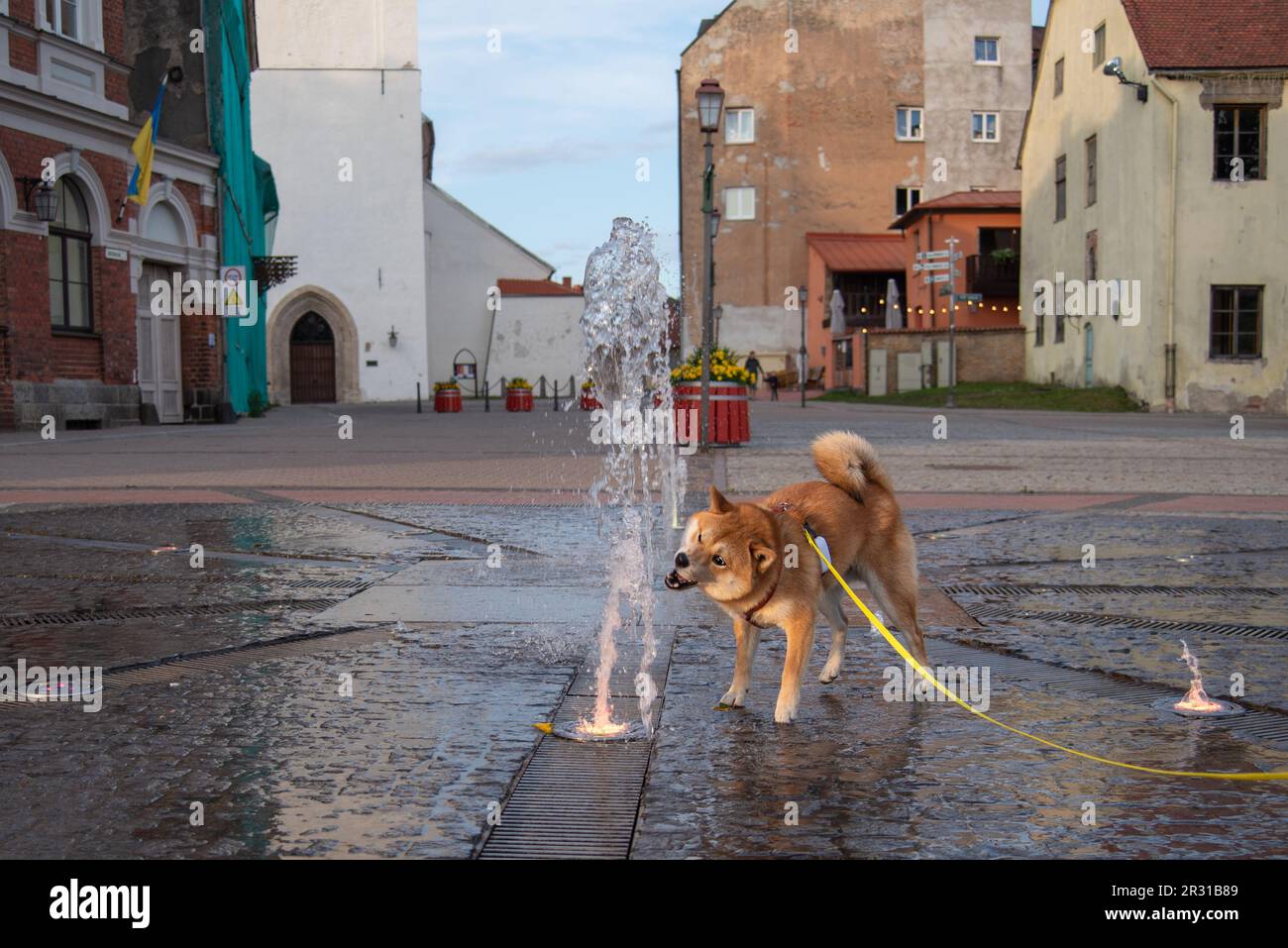 Shiba inu Dog sta catturando il getto d'acqua dalla fontana in una piazza pubblica a Cesis, Lettonia Foto Stock