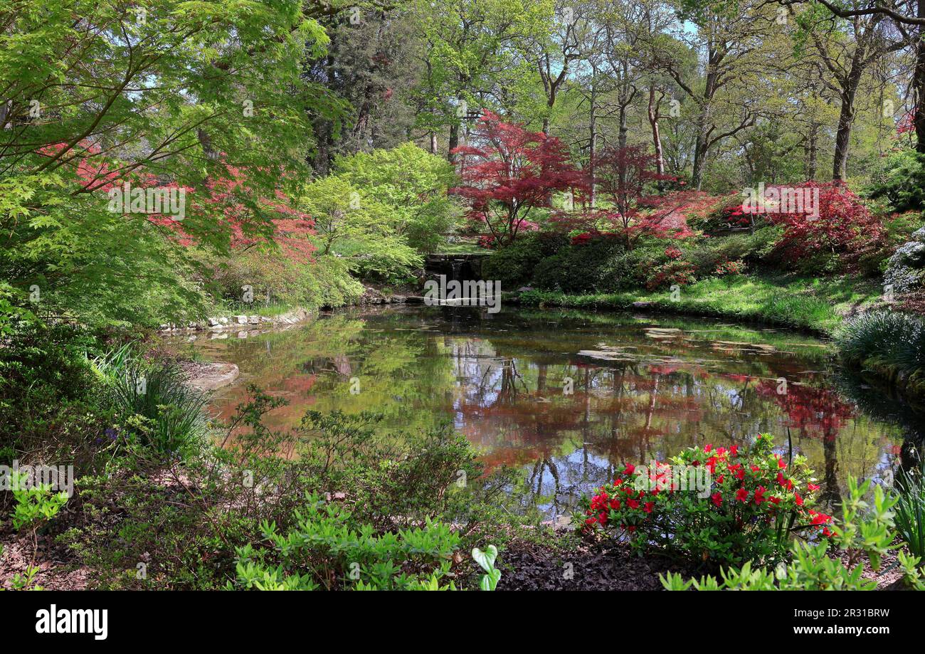 Tranquillo stagno in un giardino paesaggistico inglese con azalee fiorite e rododendri Foto Stock