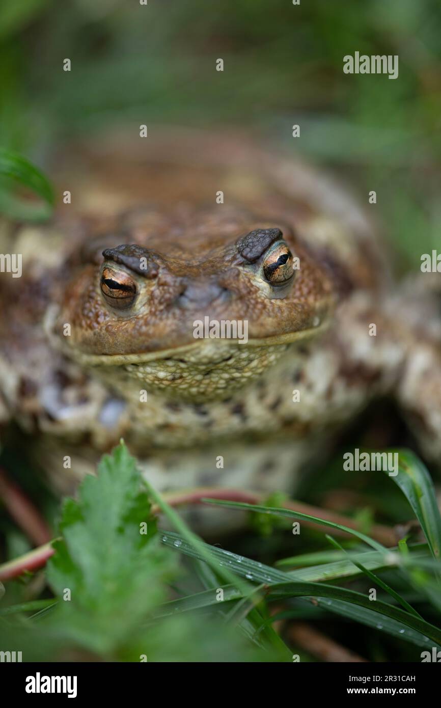 Comune Toad: Bufo bufo. Slovenia. Foto Stock