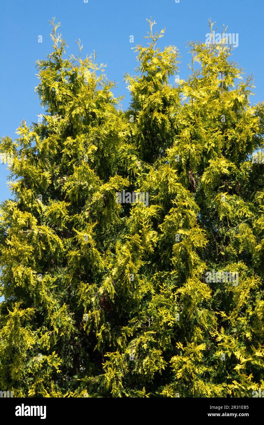 Cedro bianco, Thuja occidentalis 'nastro giallo', albero Arborvitae americano Foto Stock