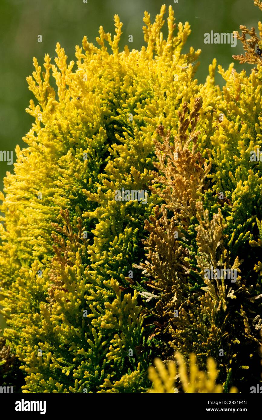 Arborvitae orientale, Thuja orientalis 'Westmont', giallo dorato, conifere, cultivar Foto Stock