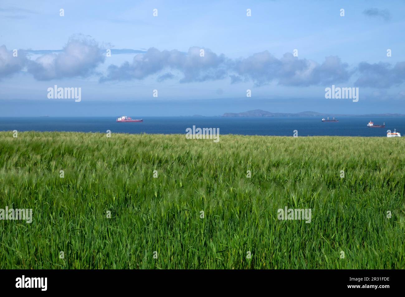 Coltivazioni che crescono nei campi che guardano al mare con navi verso St Davids paesaggio costiero gallese vicino a Marloes Pembrokeshire West Wales UK KATHY DEWITT Foto Stock