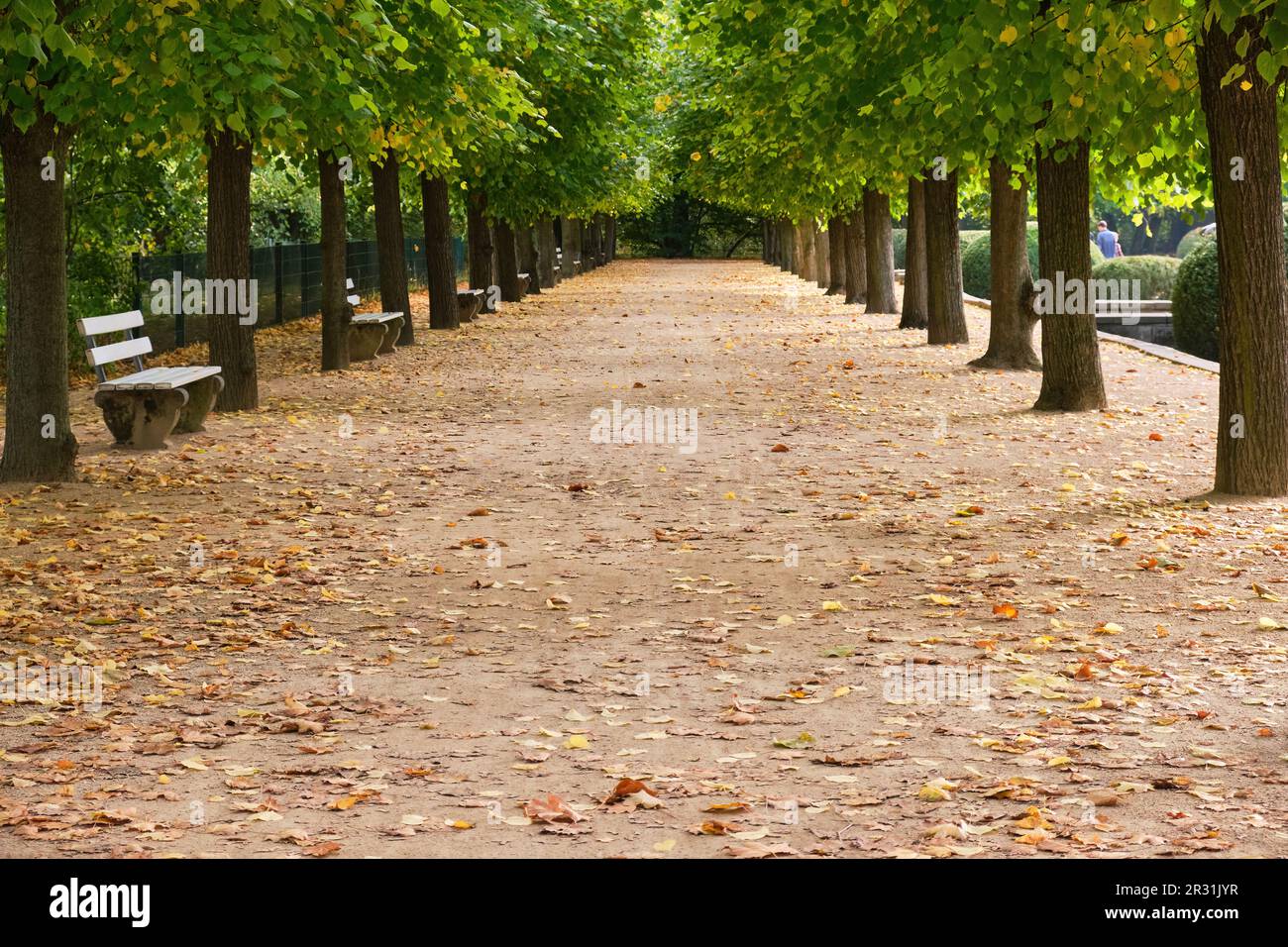 Nessun vicolo sentiero persone coperto da alberi di Foliage nel parco autunnale Foto Stock
