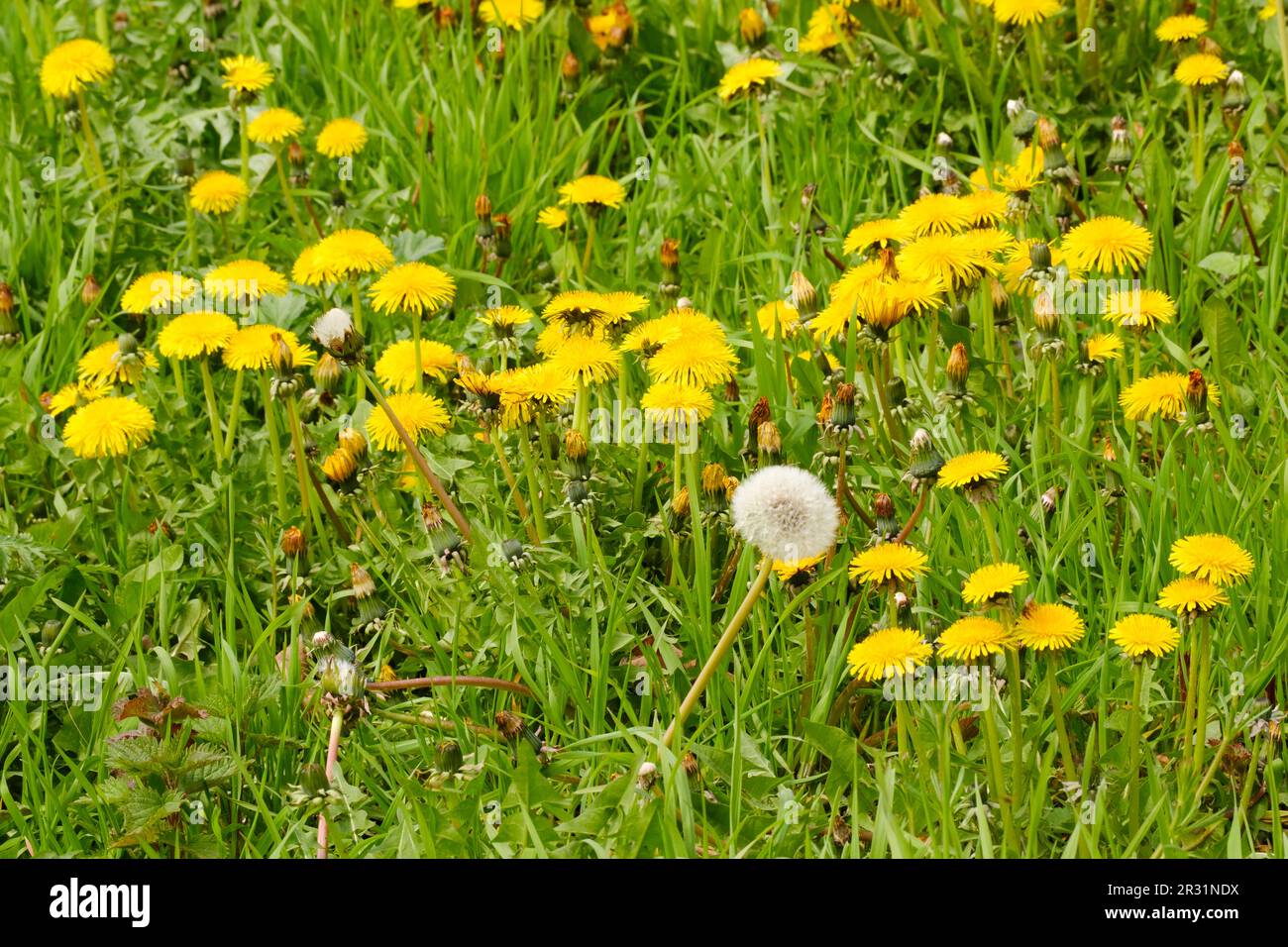 Prato con dente di leone fiorito e Uno sbiadito, Nord Reno-Westfalia, Germania, Europa Foto Stock