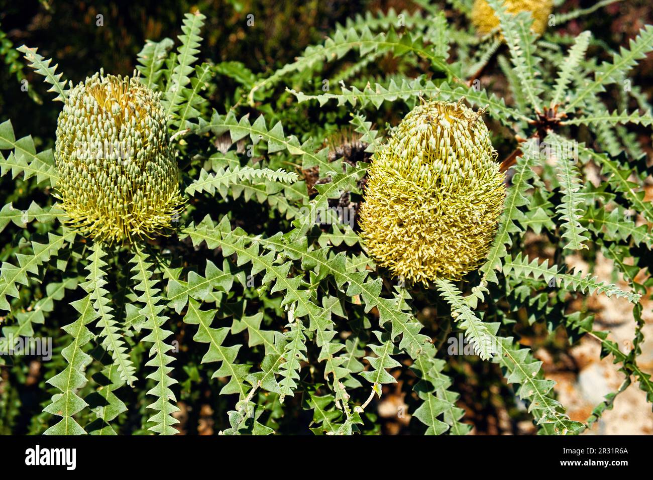 Fiori e le foglie caratteristiche di banksia grandis (banksia gigante) Fitzgerald River National Park, costa meridionale dell'Australia occidentale. Foto Stock