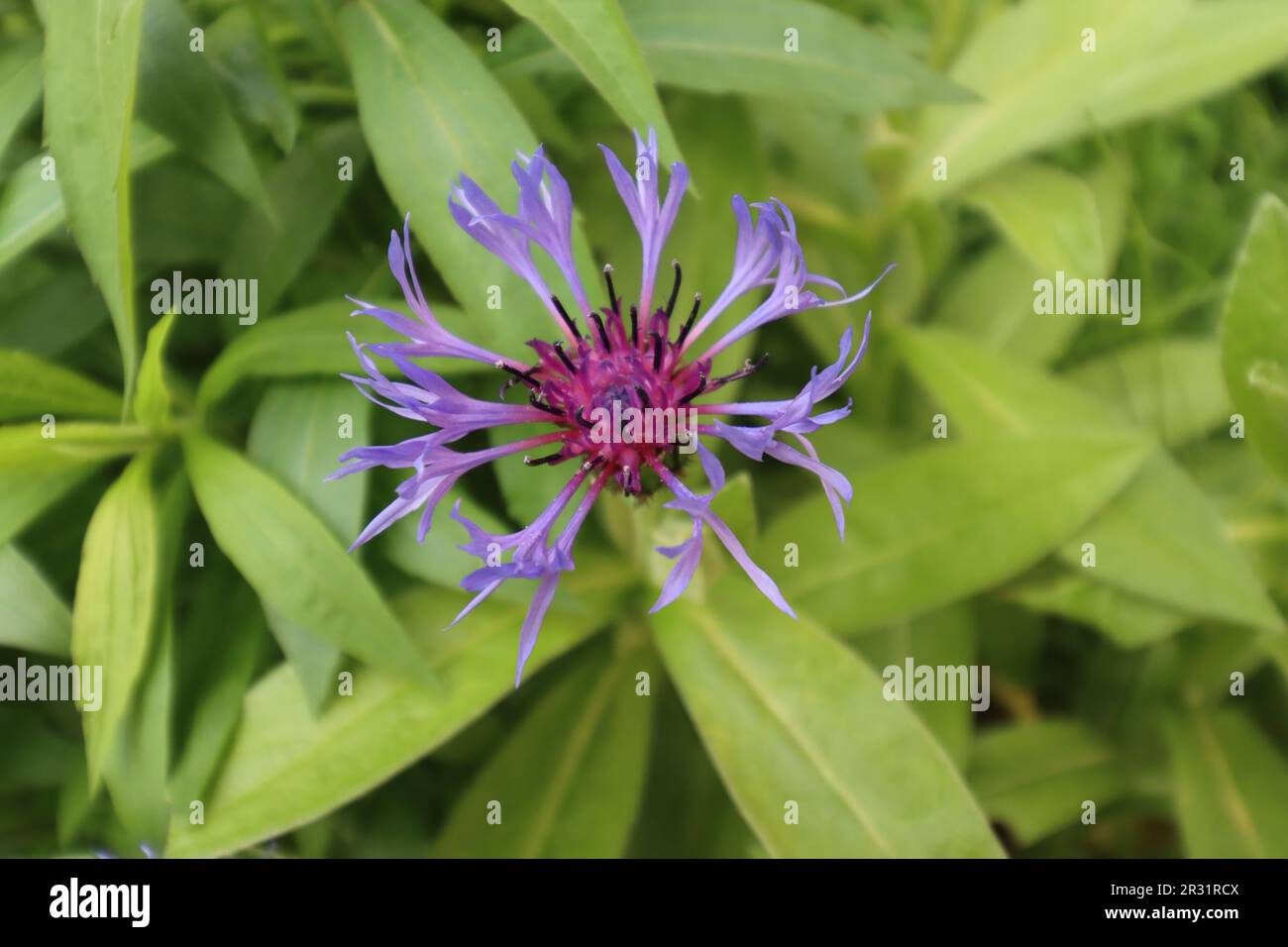 Primo piano di una fioritura di fiori di mais Foto Stock