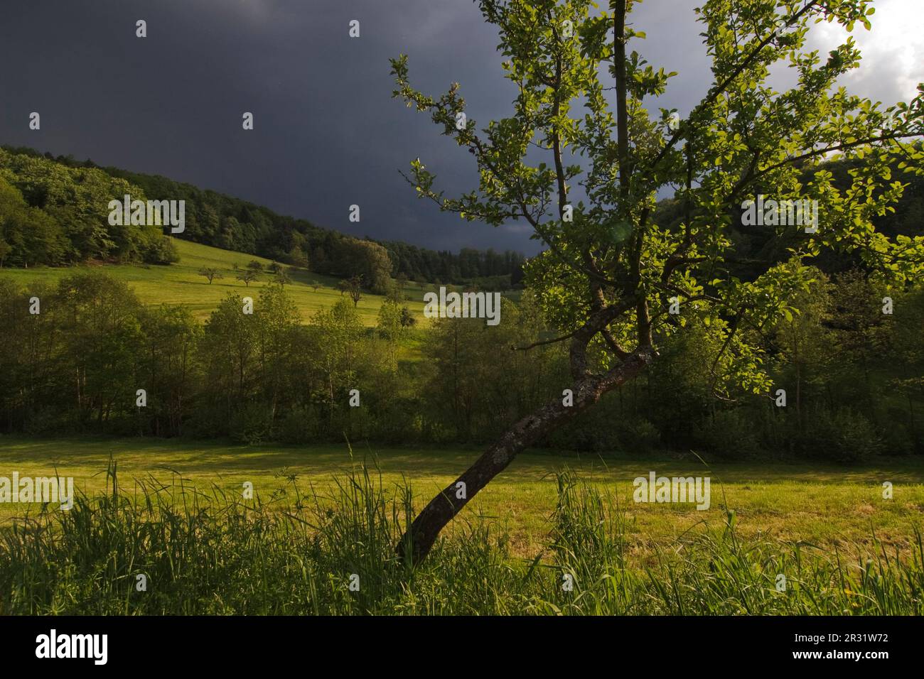 Atmosfera di temporale nella Foresta Nera Foto Stock