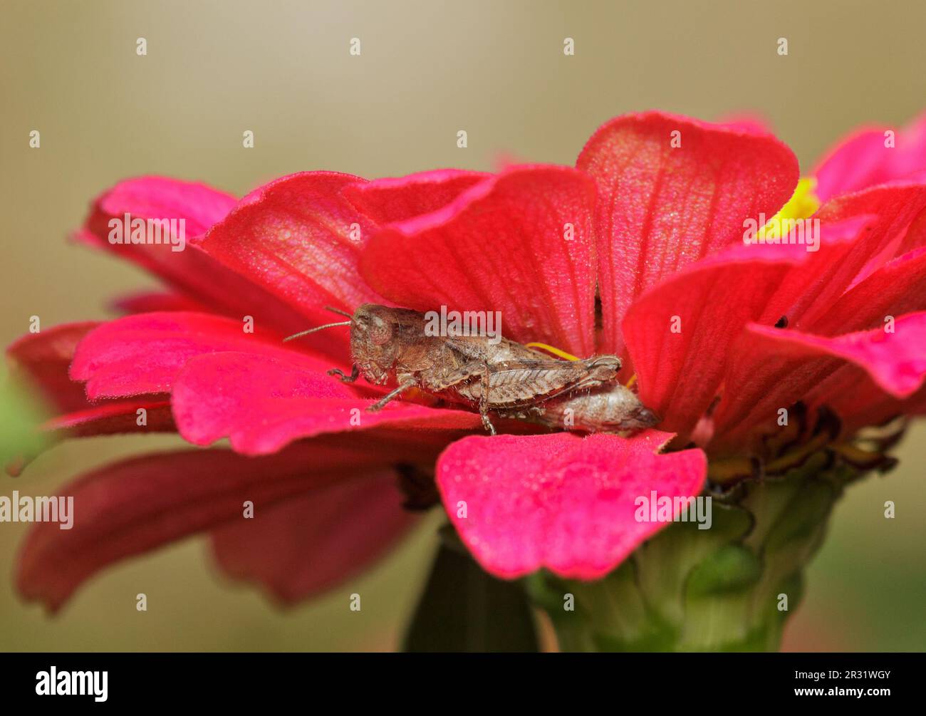Grasshopper a corna corta (Pezotettix giornae) adulto seduto in un fiore Foto Stock