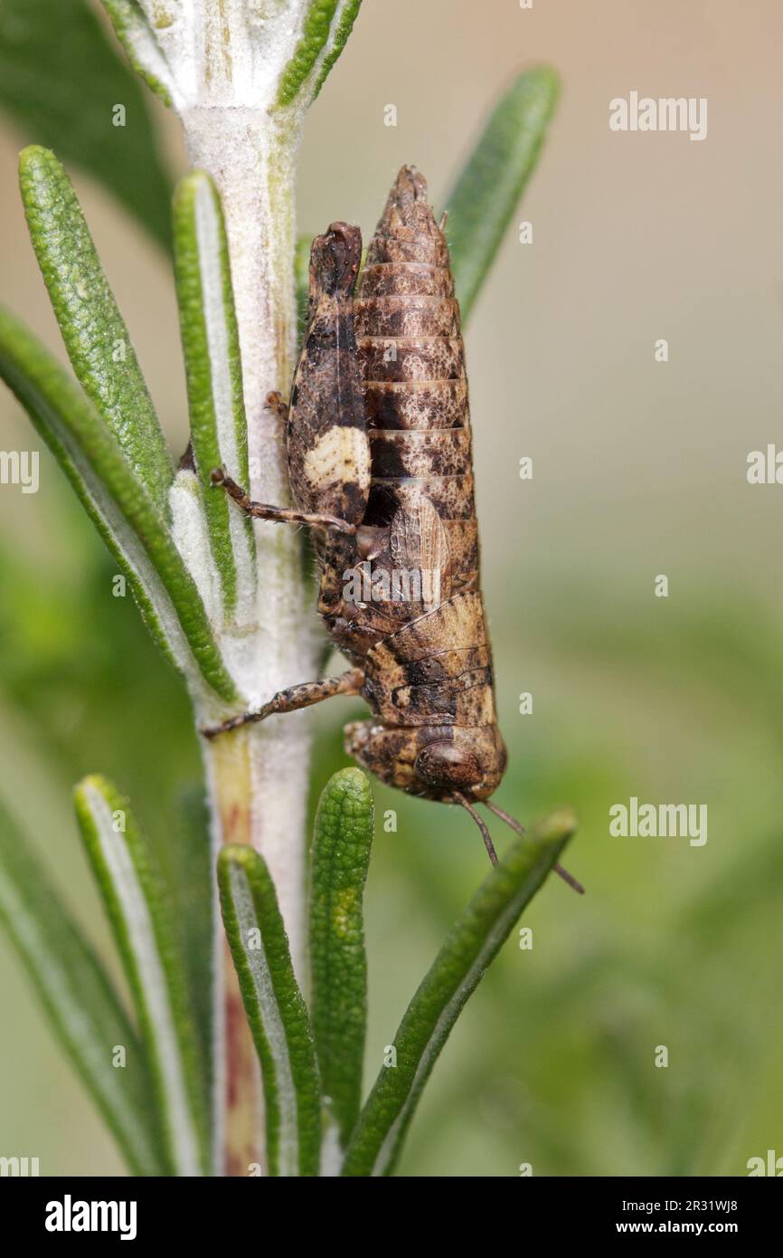 Pezotettix giornae, grasshopper a corna corta che riposa una pianta. Foto Stock