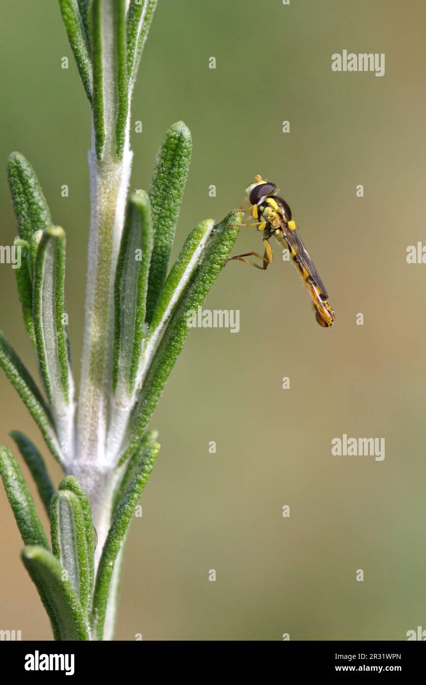 Sphaerophoria scripta, uomo adulto a mosca lunga che riposa sul rosmarino. Foto Stock