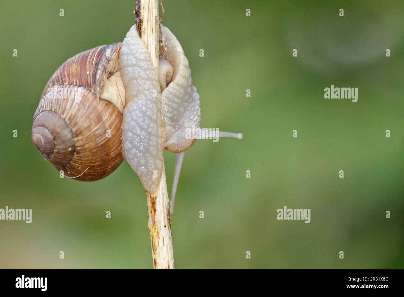 Lumaca di Borgogna (Helix pomatia) primo piano, sfondo verde sfocato. Foto Stock