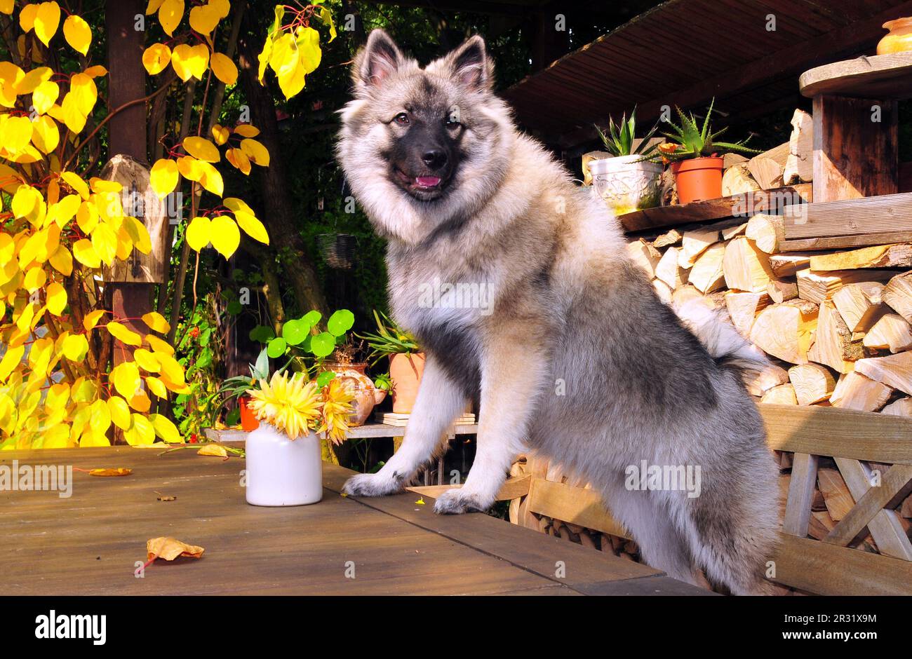 Naughty cane sul tavolo Foto Stock