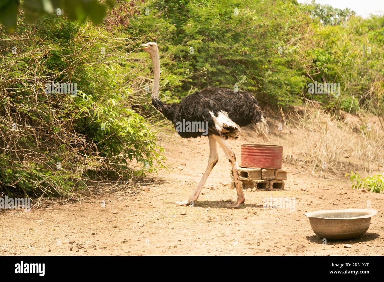 Lo struzzo africano nel parco faunistico, Plateau, Jos, Nigeria. Foto Stock